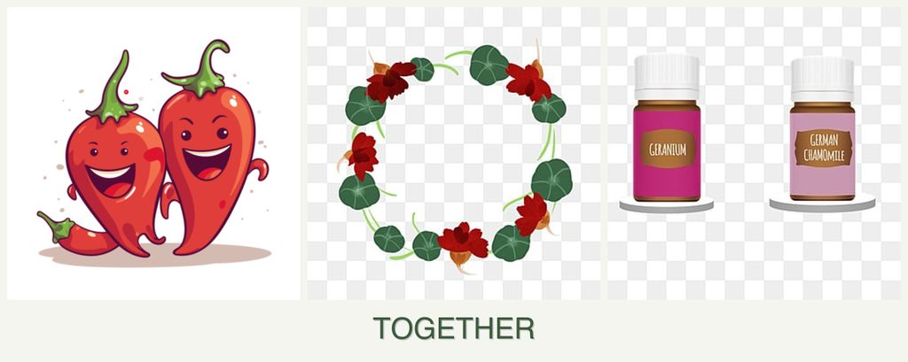 Can you plant peppers, nasturtiums and geraniums together?