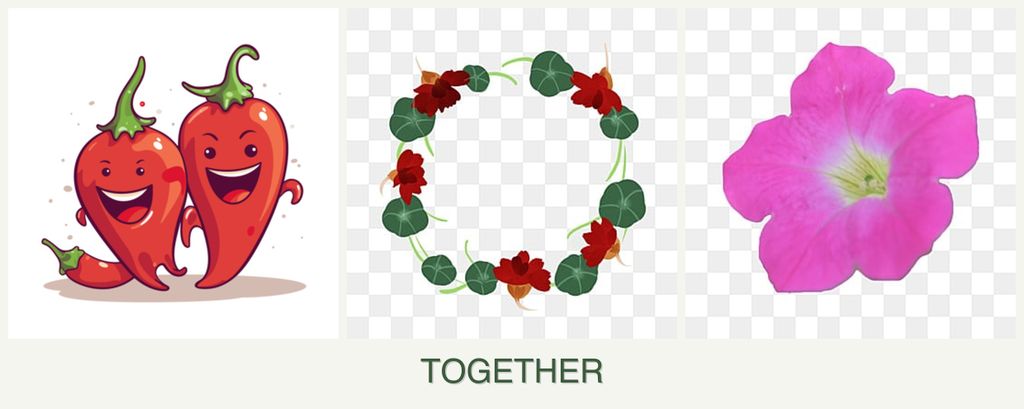 Can you plant peppers, nasturtiums and petunias together?