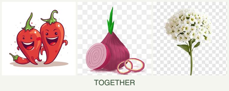 Can you plant peppers, onions and alyssum together?