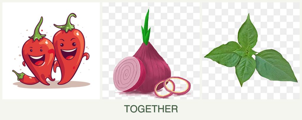 Can you plant peppers, onions and basil together?