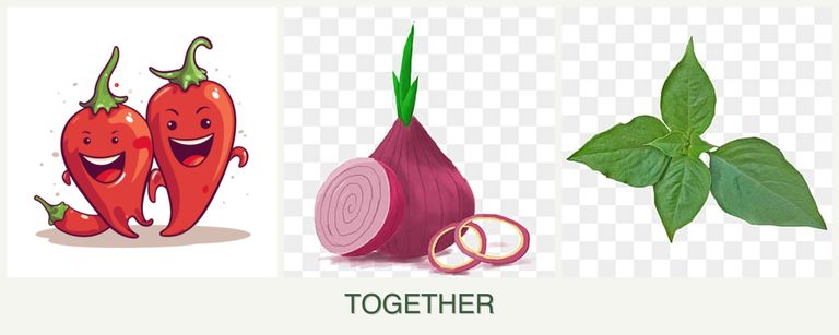 Can you plant peppers, onions and basil together?