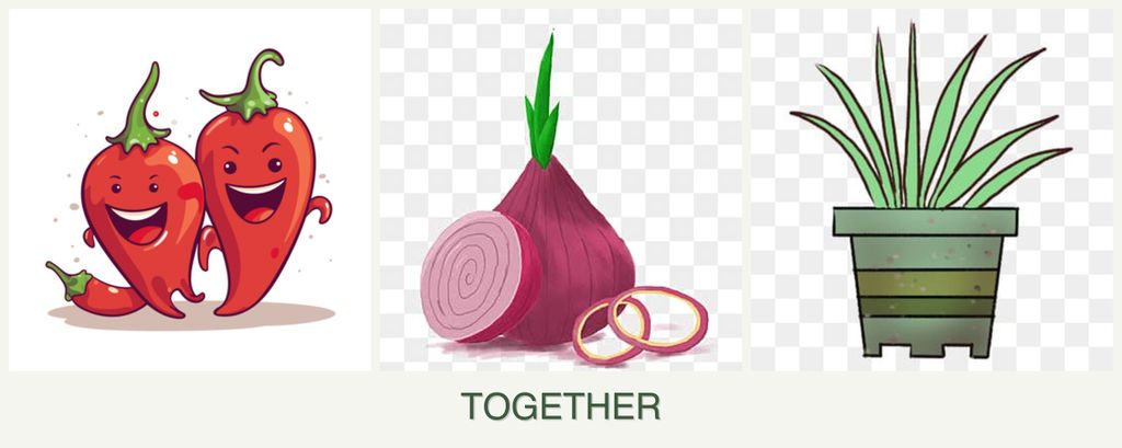 Can you plant peppers, onions and lemongrass together?