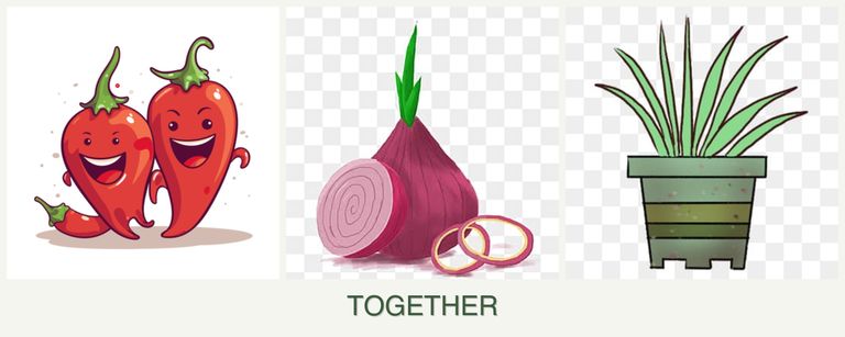 Can you plant peppers, onions and lemongrass together?