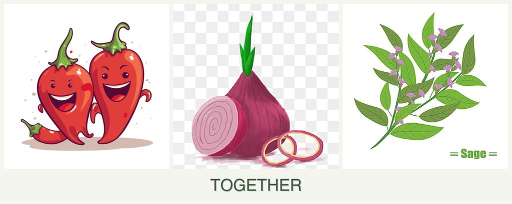 Can you plant peppers, onions and sage together?
