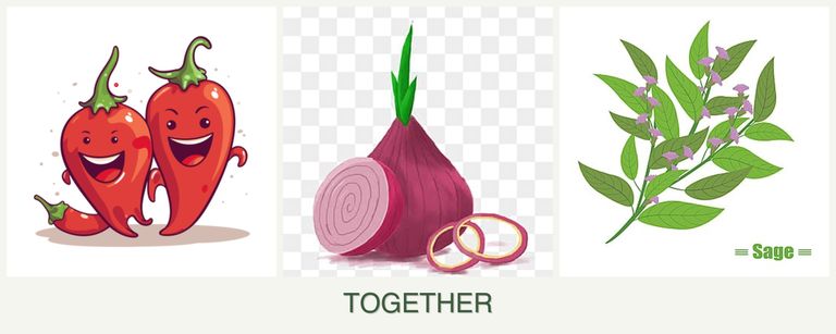 Can you plant peppers, onions and sage together?