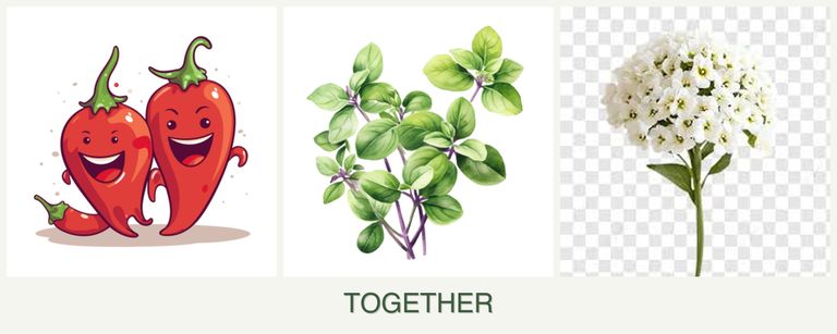 Can you plant peppers, oregano and alyssum together?