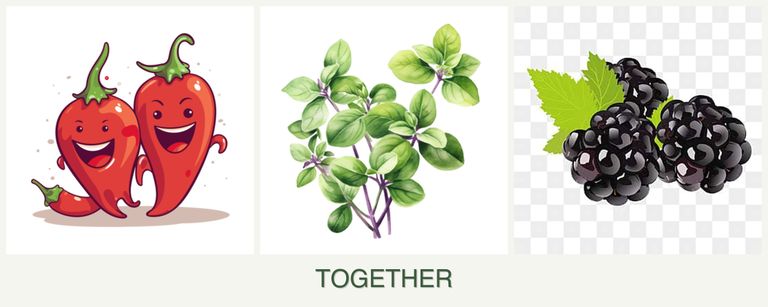Can you plant peppers, oregano and blackberries together?