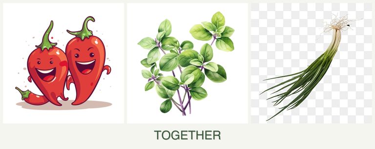 Can you plant peppers, oregano and chives together?