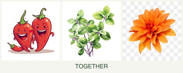 Can you plant peppers, oregano and dahlias together?