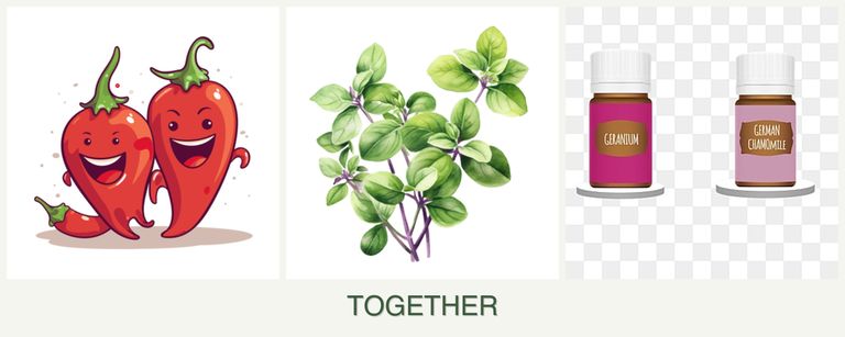 Can you plant peppers, oregano and geraniums together?