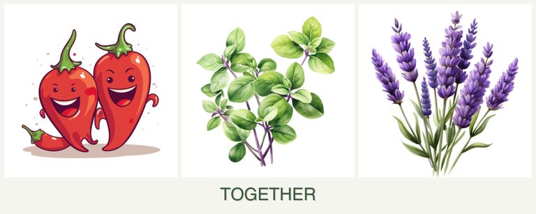 Can you plant peppers, oregano and lavender together?