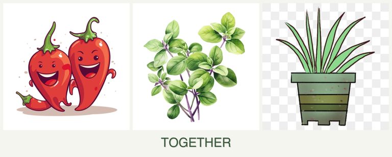 Can you plant peppers, oregano and lemongrass together?