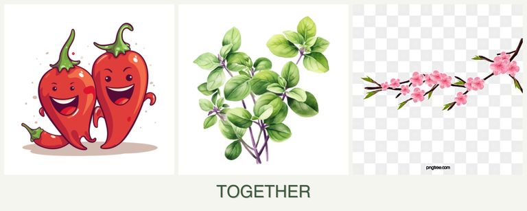 Can you plant peppers, oregano and peaches together?