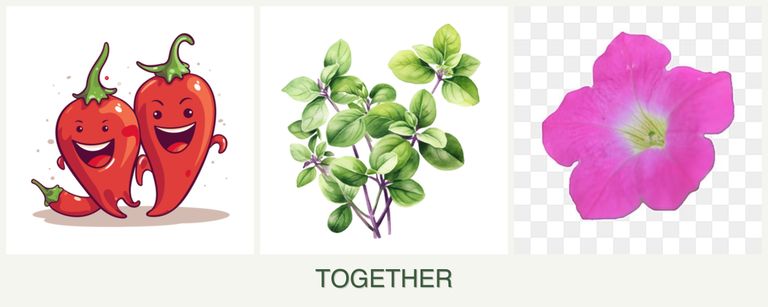 Can you plant peppers, oregano and petunias together?