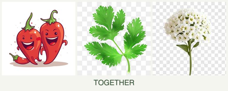 Can you plant peppers, parsley and alyssum together?