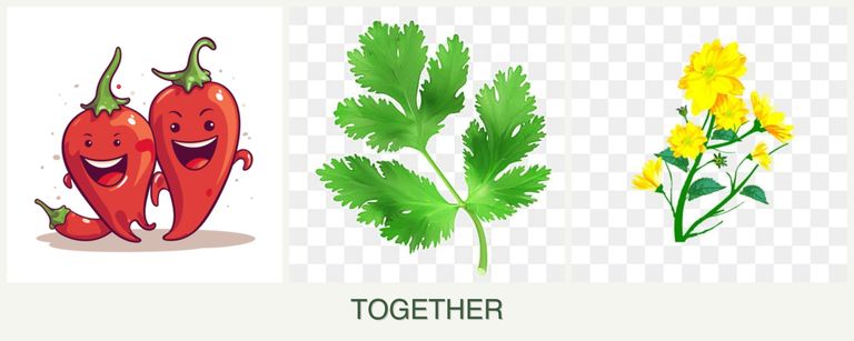 Can you plant peppers, parsley and calendula together?
