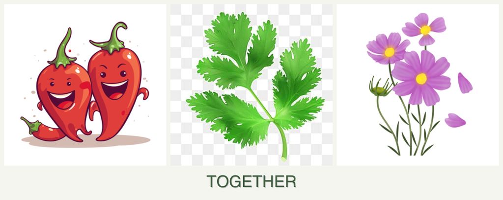 Can you plant peppers, parsley and cosmos together?