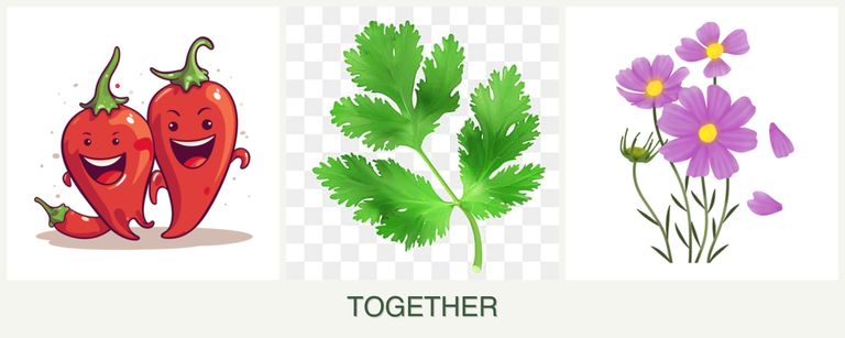 Can you plant peppers, parsley and cosmos together?