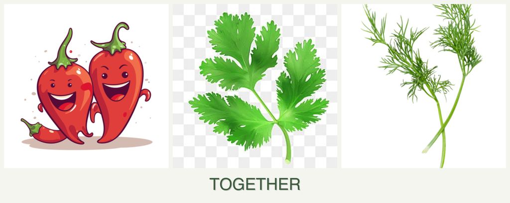Can you plant peppers, parsley and dill together?