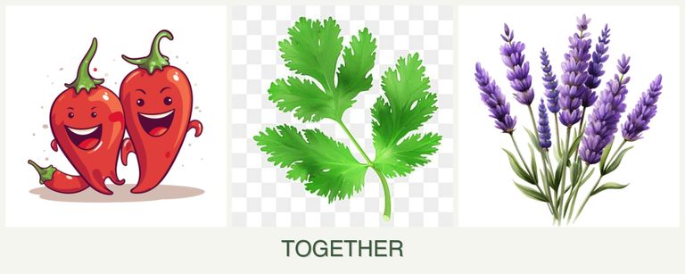 Can you plant peppers, parsley and lavender together?