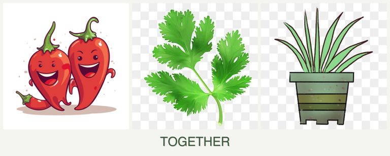 Can you plant peppers, parsley and lemongrass together?