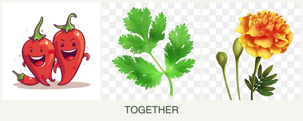 Can you plant peppers, parsley and marigolds together?