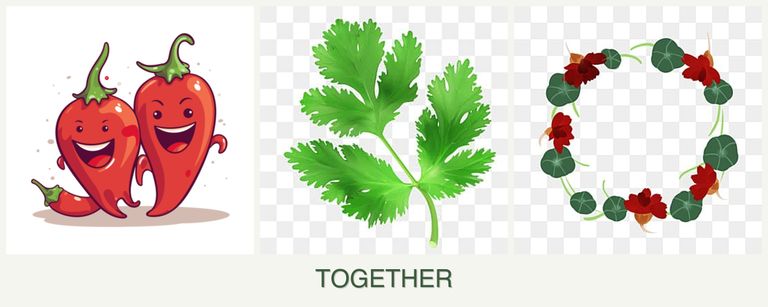 Can you plant peppers, parsley and nasturtiums together?