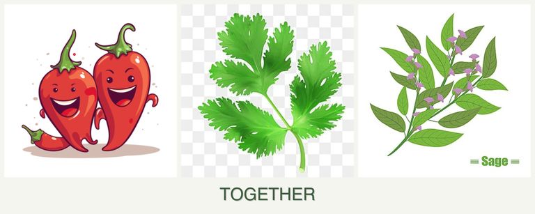 Can you plant peppers, parsley and sage together?