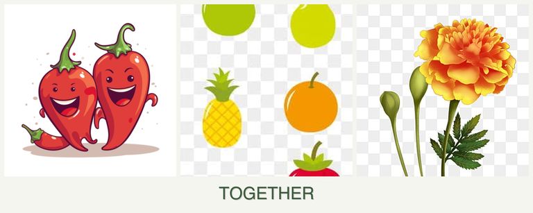 Can you plant peppers, pears and marigolds together?