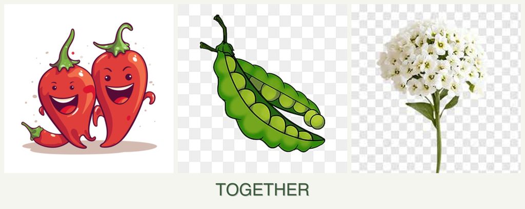 Can you plant peppers, peas and alyssum together?