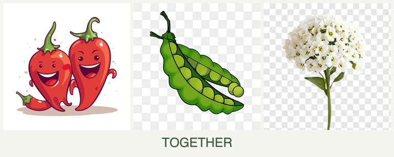 Can you plant peppers, peas and alyssum together?