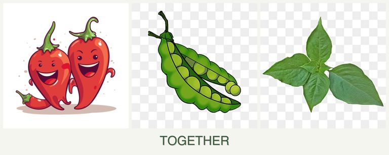Can you plant peppers, peas and basil together?