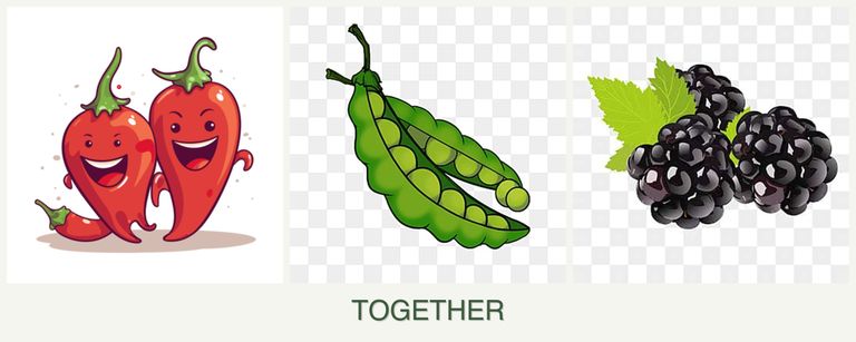 Can you plant peppers, peas and blackberries together?