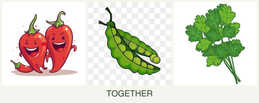 Can you plant peppers, peas and cilantro together?