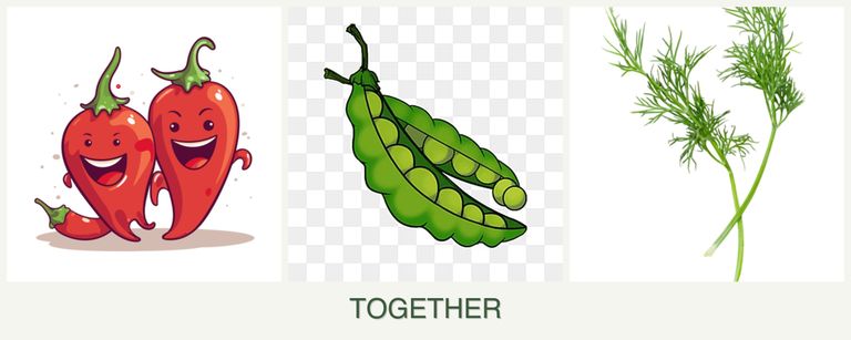 Can you plant peppers, peas and dill together?