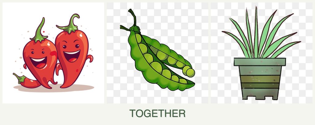 Can you plant peppers, peas and lemongrass together?