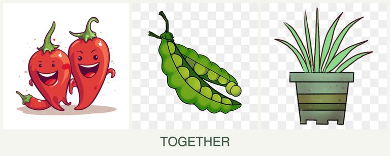 Can you plant peppers, peas and lemongrass together?
