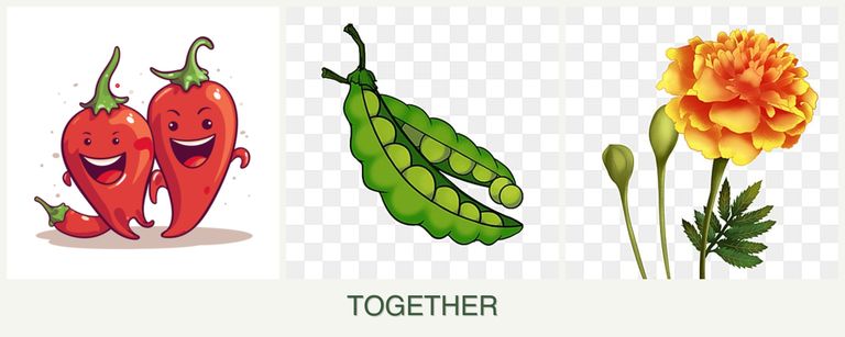 Can you plant peppers, peas and marigolds together?