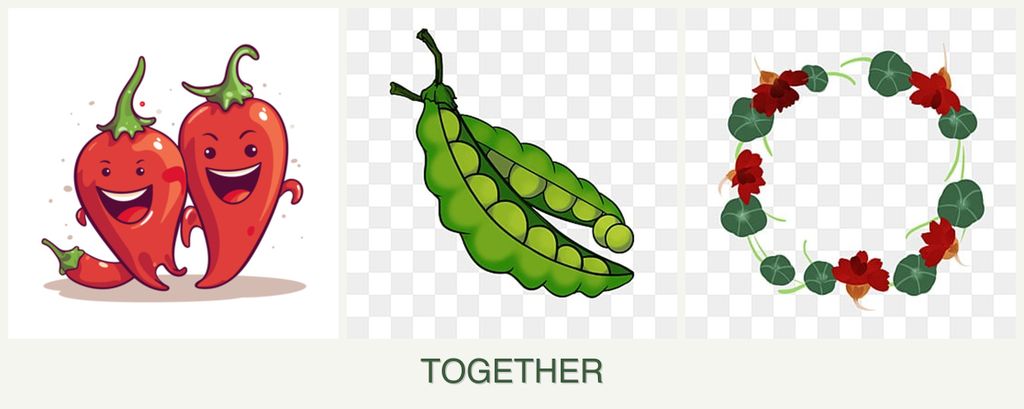 Can you plant peppers, peas and nasturtiums together?