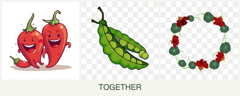 Can you plant peppers, peas and nasturtiums together?