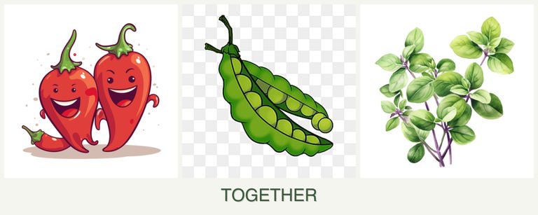 Can you plant peppers, peas and oregano together?