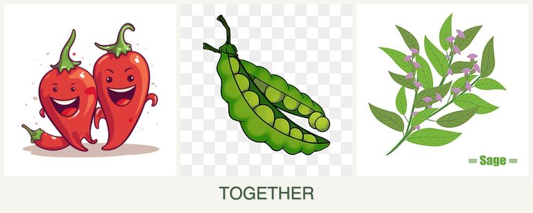 Can you plant peppers, peas and sage together?