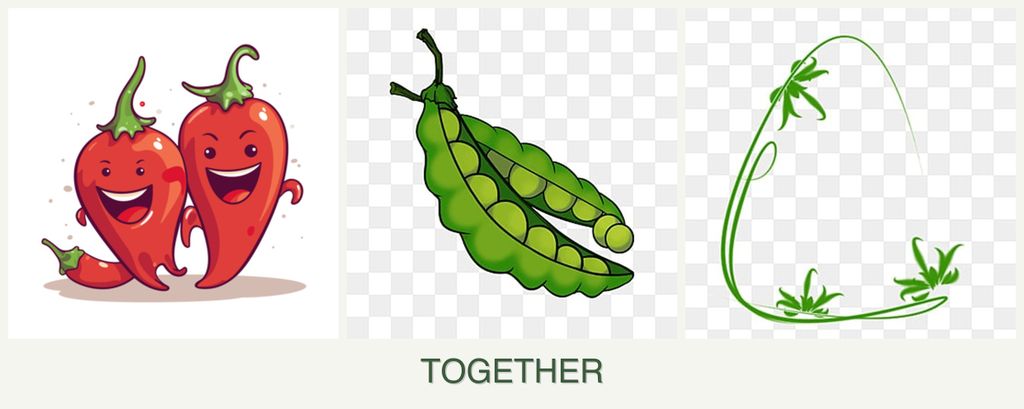 Can you plant peppers, peas and tarragon together?
