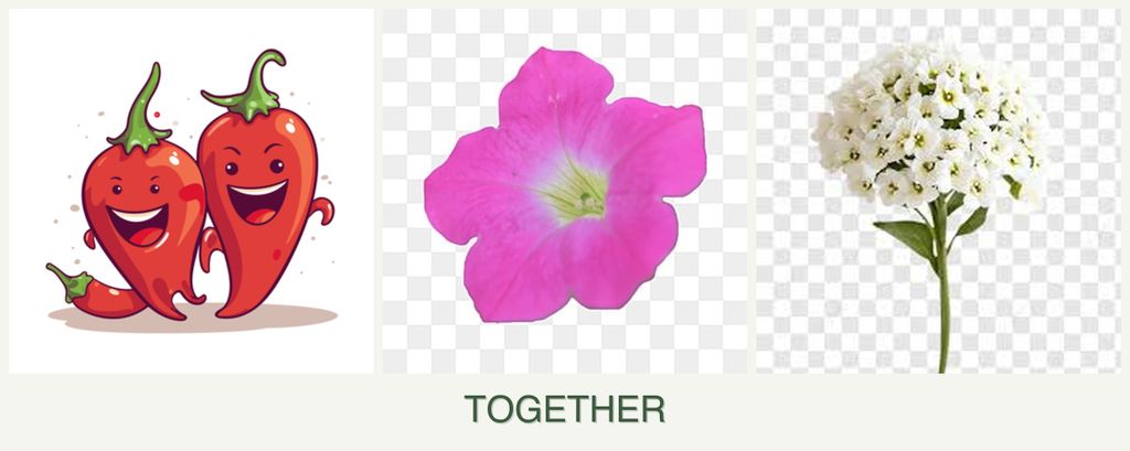 Can you plant peppers, petunias and alyssum together?
