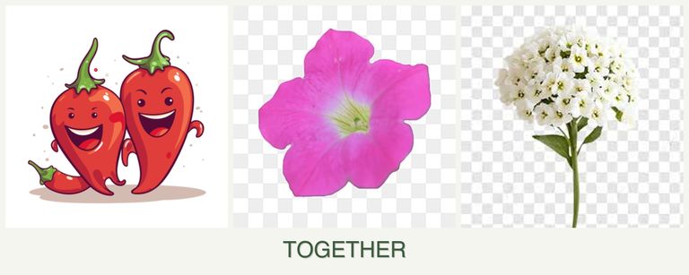Can you plant peppers, petunias and alyssum together?
