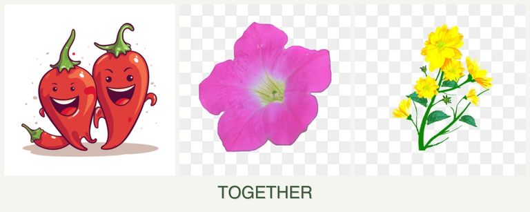 Can you plant peppers, petunias and calendula together?