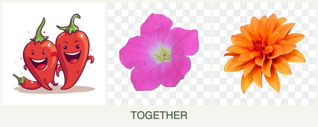 Can you plant peppers, petunias and dahlias together?