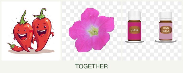 Can you plant peppers, petunias and geraniums together?
