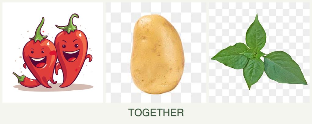 Can you plant peppers, potatoes and basil together?