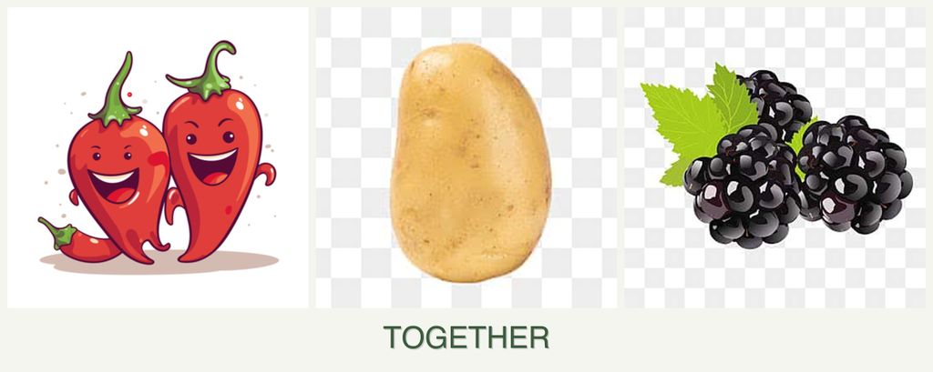Can you plant peppers, potatoes and blackberries together?